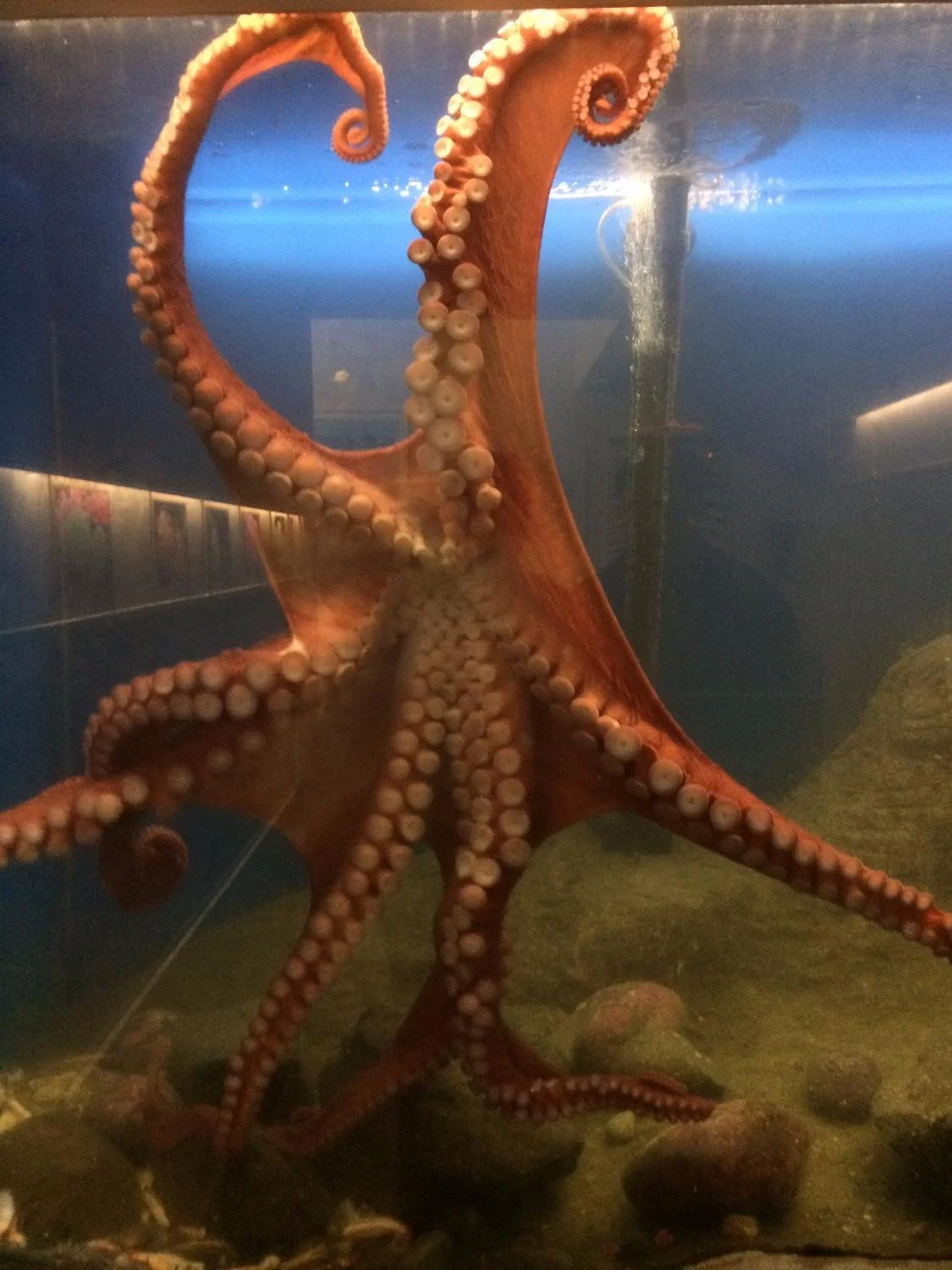 Feiro Marine Life Center