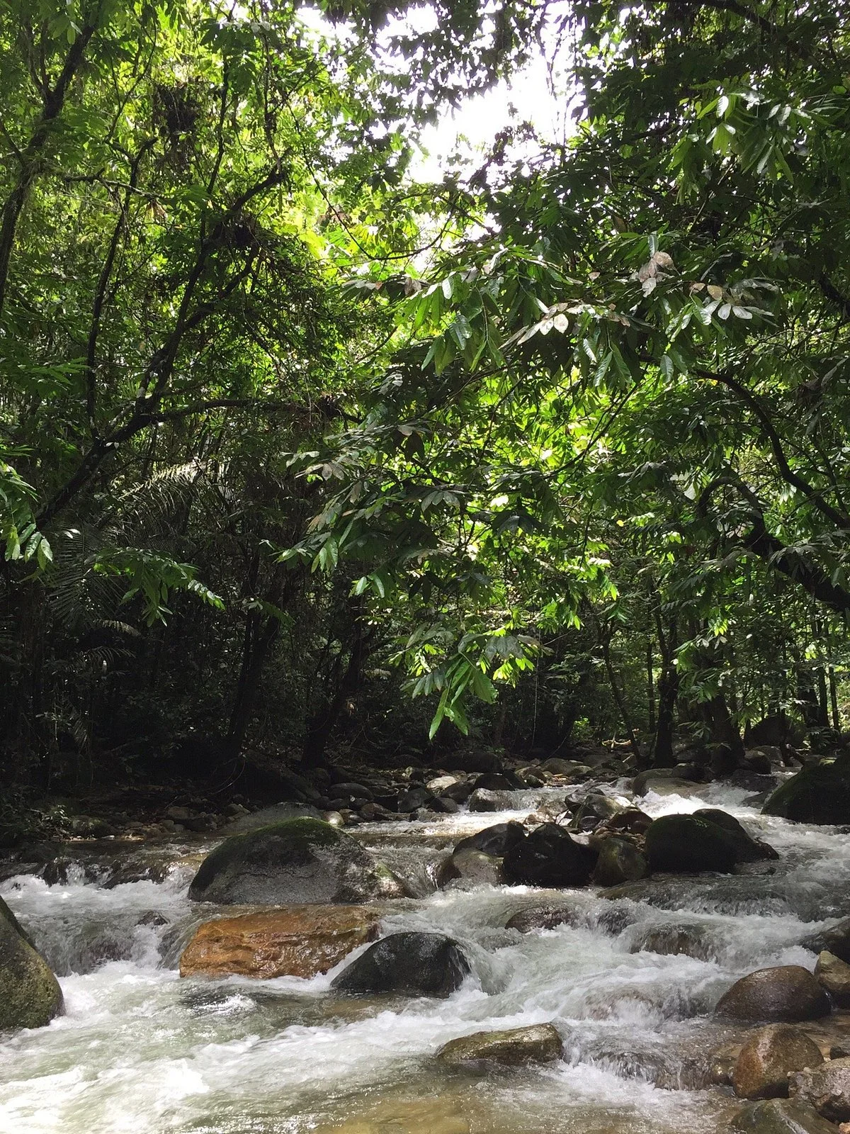Sungai Tua Recreational Forest