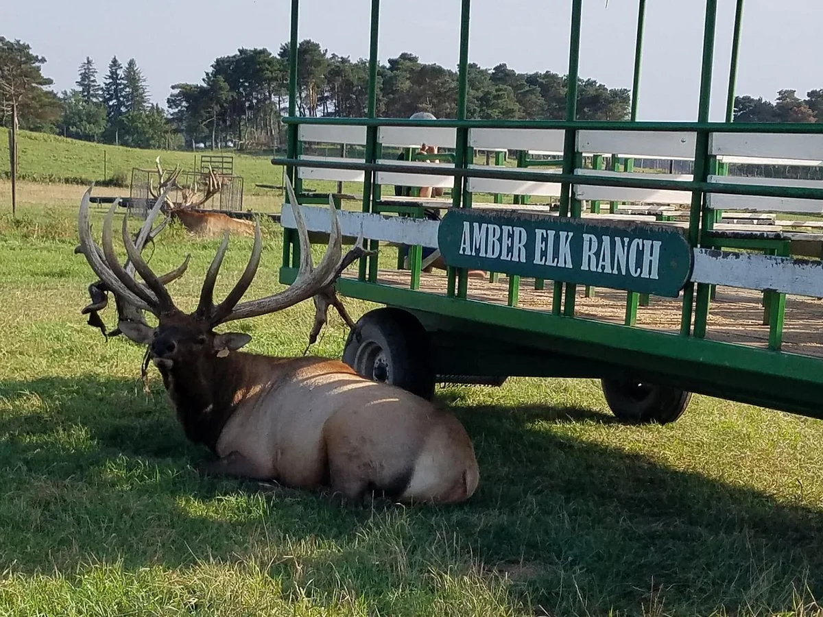 Amber Elk Ranch