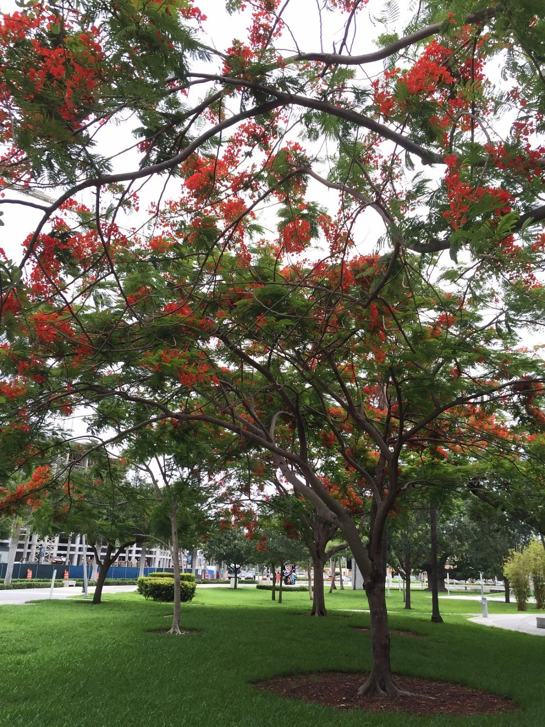 ArtsPark at Young Circle