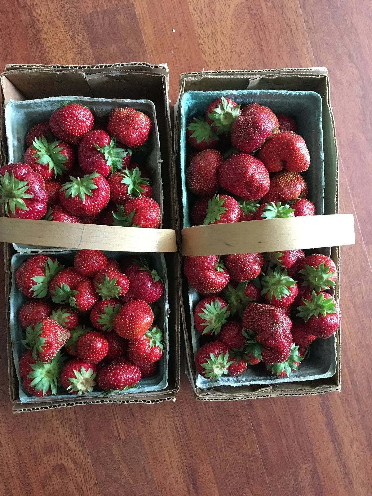 Holly Berry Farm