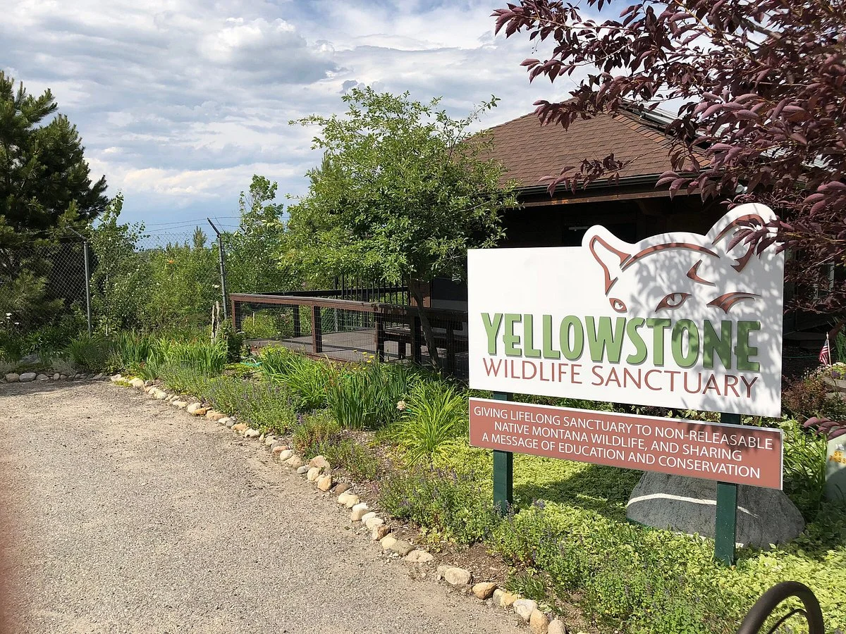 Yellowstone Wildlife Sanctuary