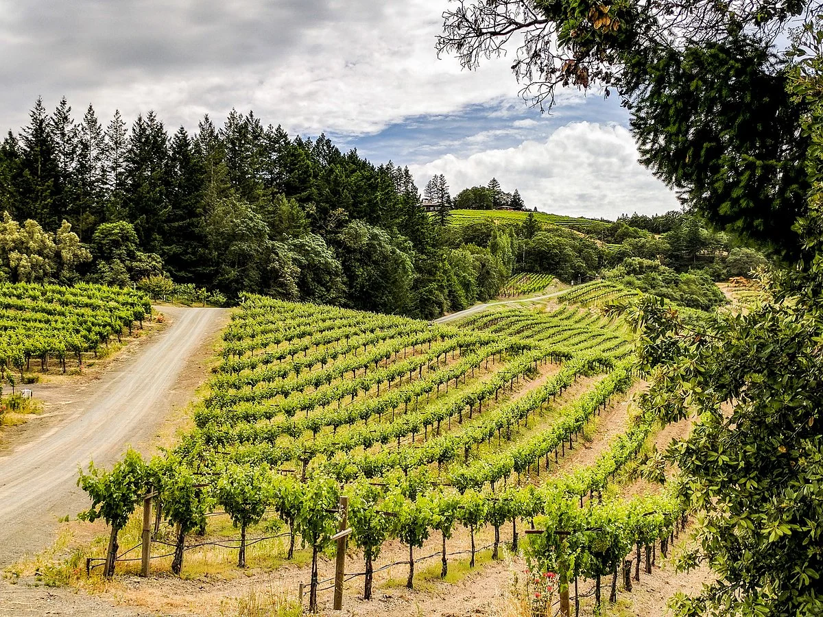 Schweiger Vineyards