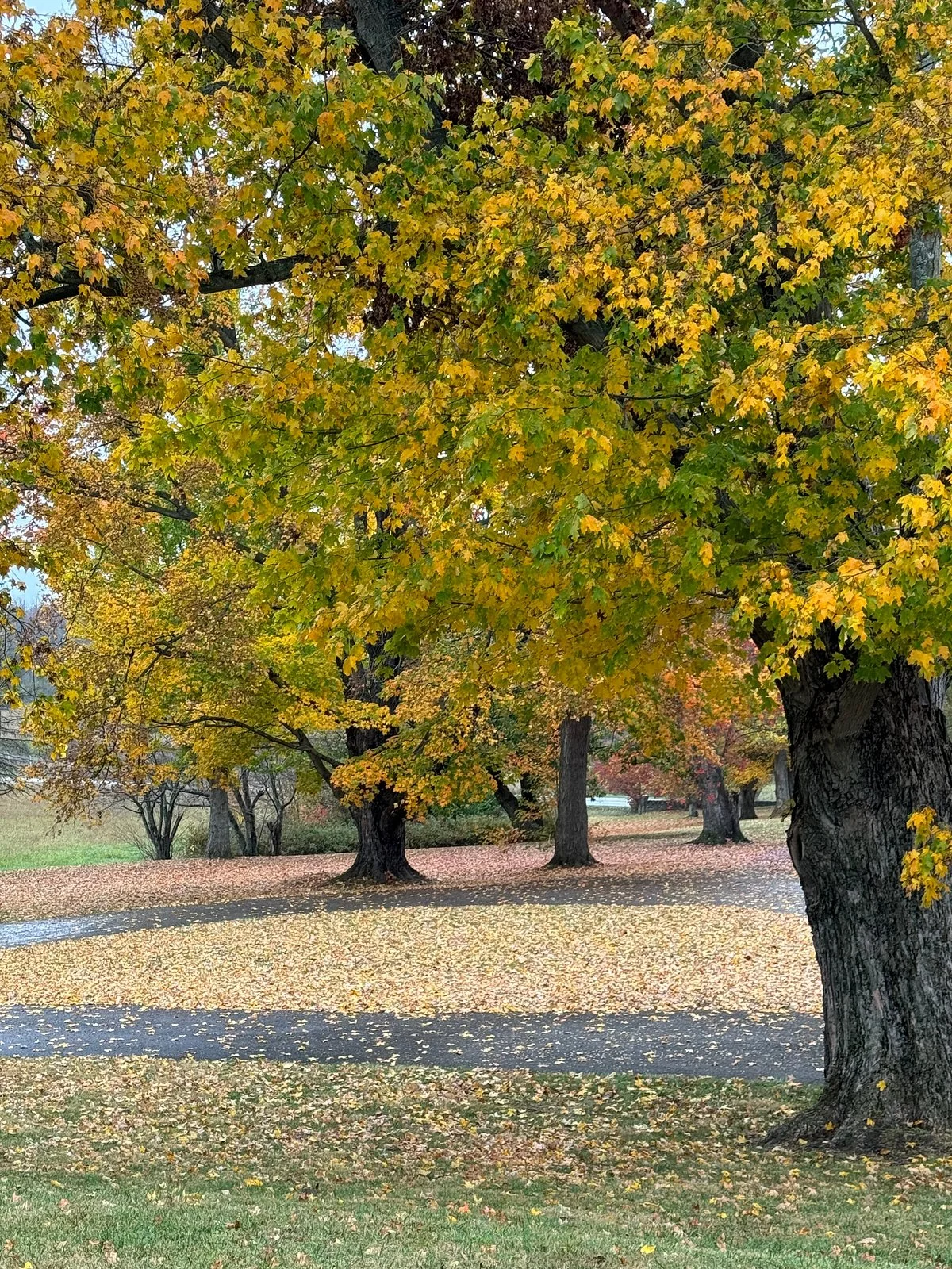 Battlefield Park