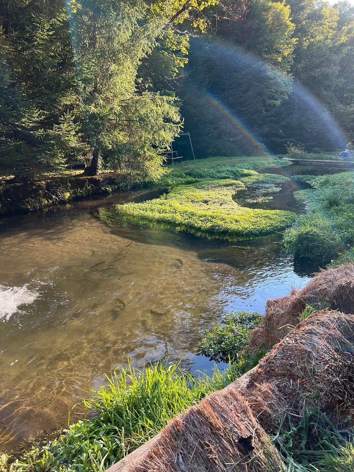 Otter Creek Trout Farm