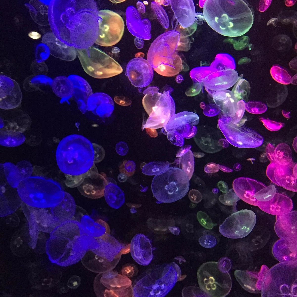 Tsuruoka City Kamo Aquarium