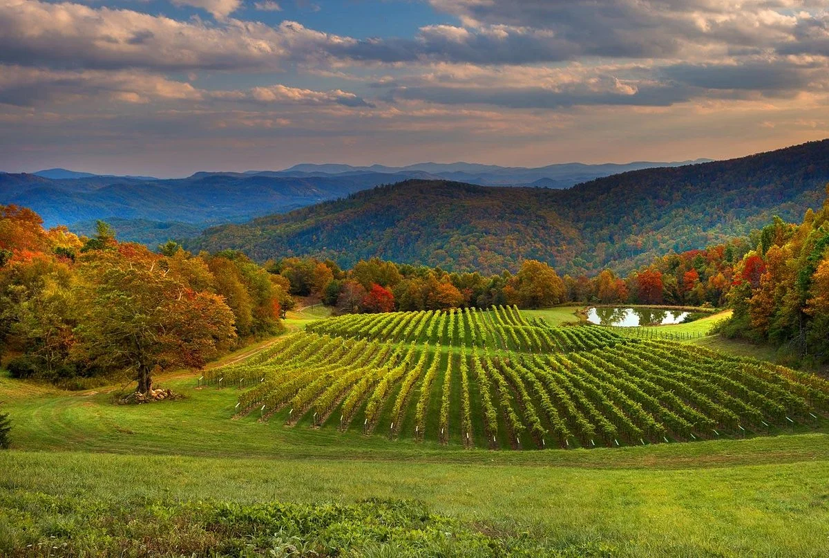 Burntshirt Vineyards