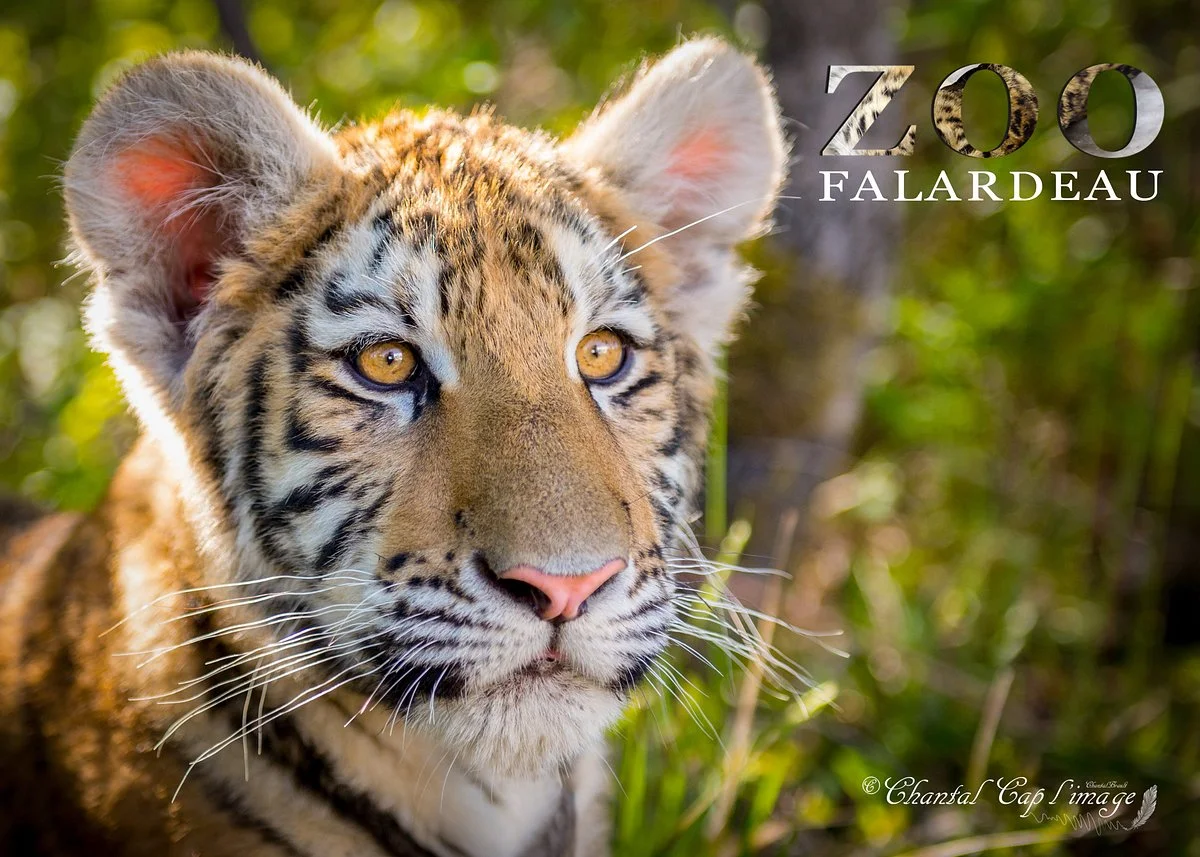 Zoo de Falardeau