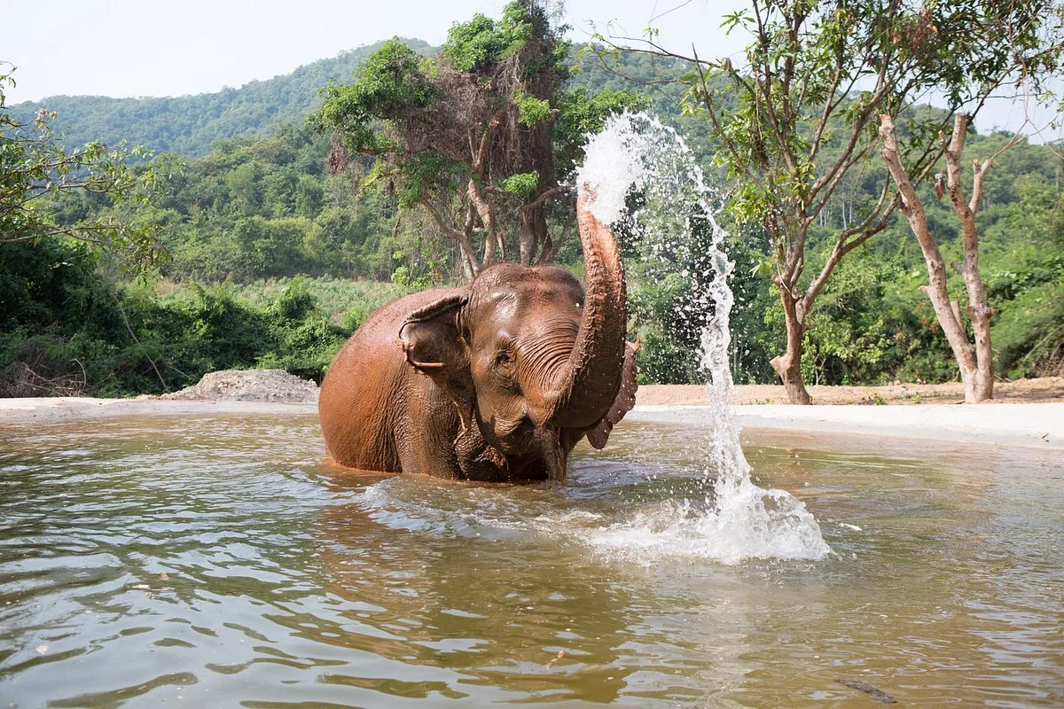Pattaya Elephant Sanctuary