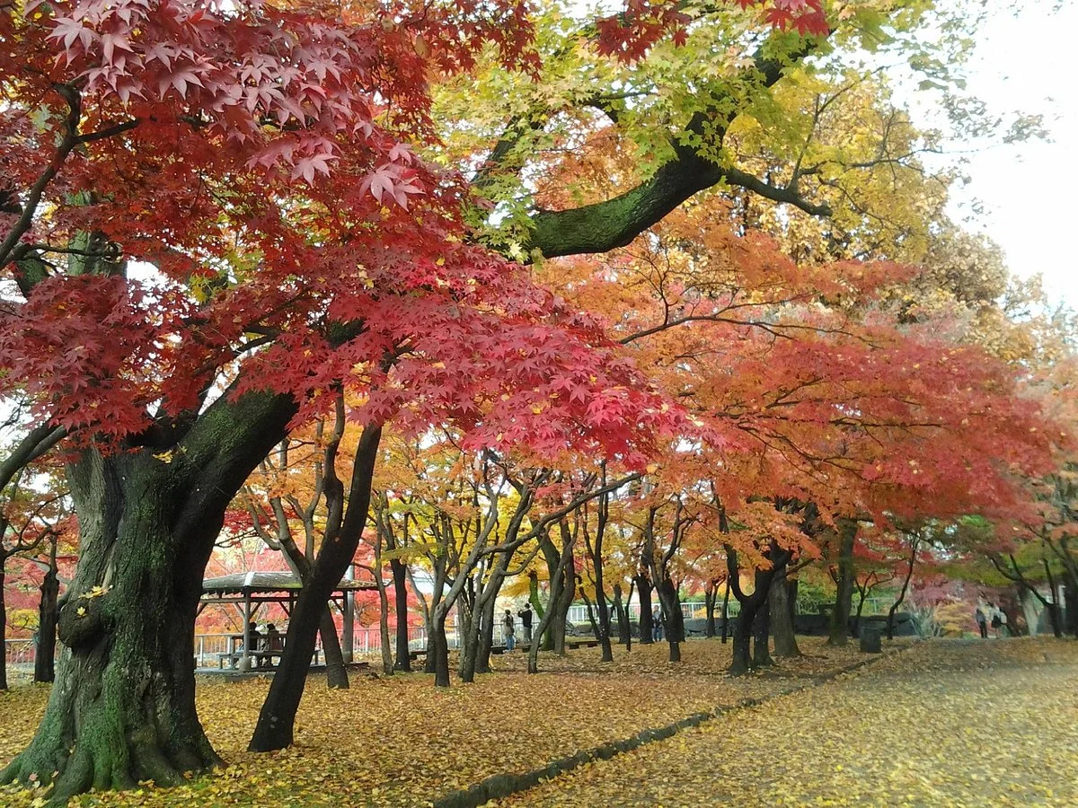 Iwate Park (Koen)