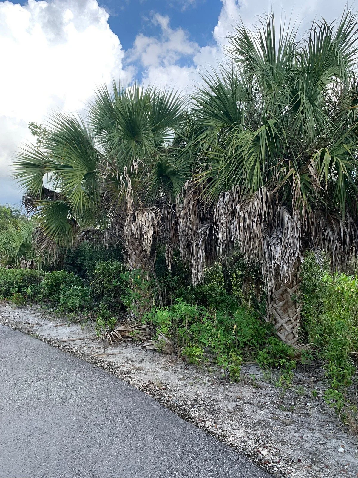Plantation Preserve Linear Trail