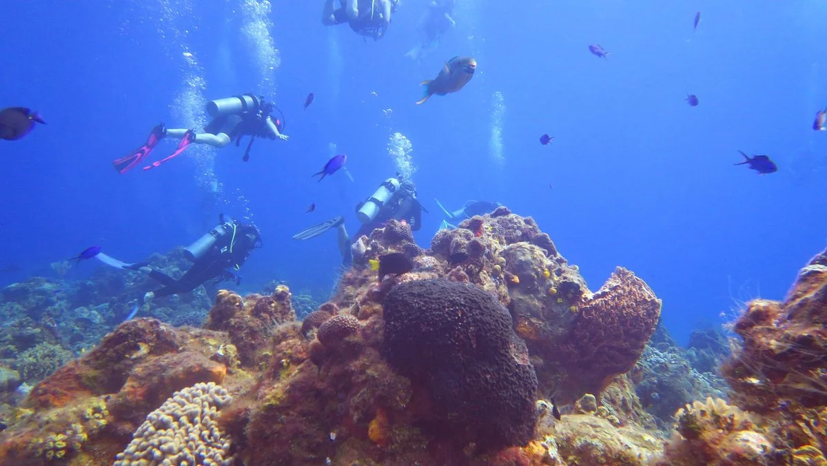 El Paso del Cedral Reef