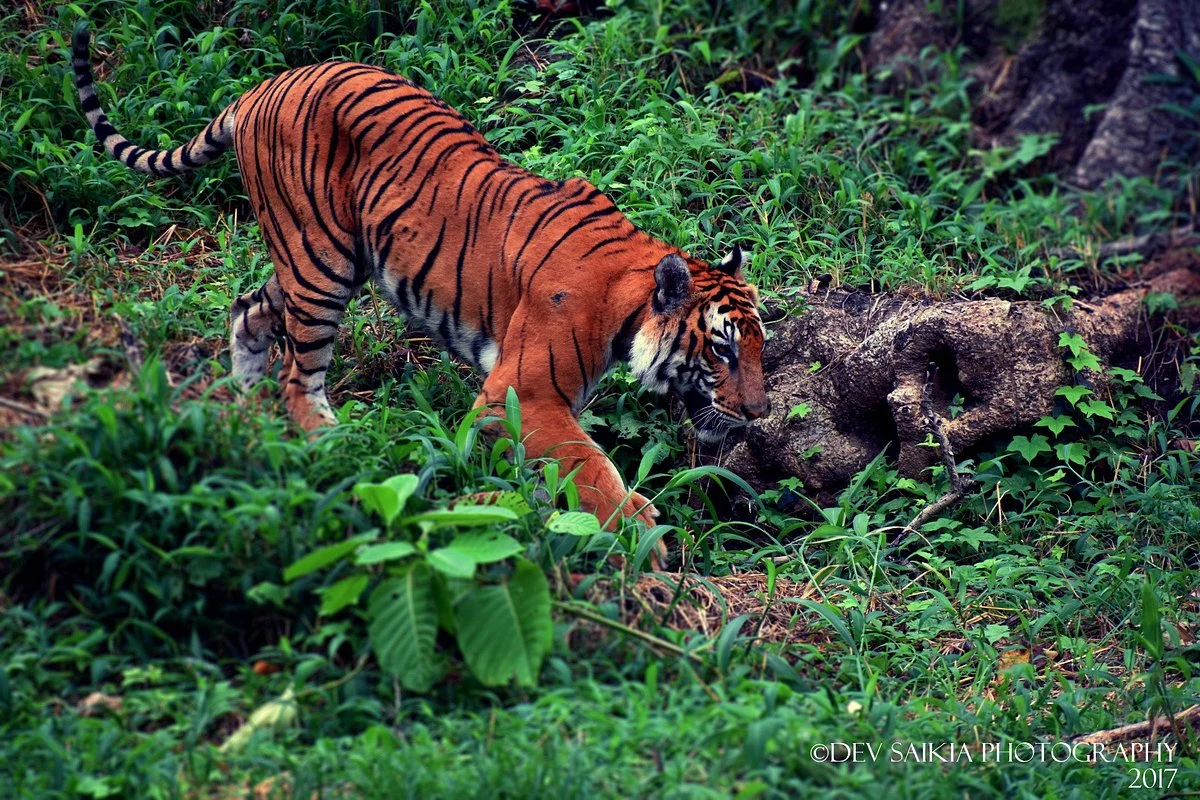 Assam State Zoo