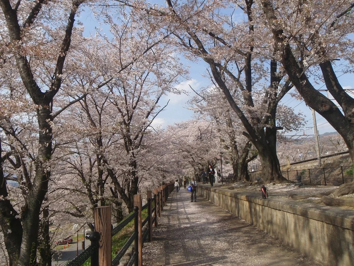 Jinrokuzakura Park