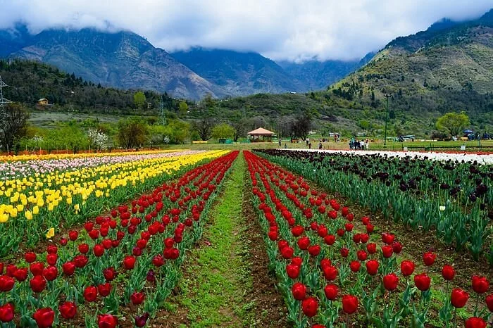 Indira Gandhi Tulip Garden