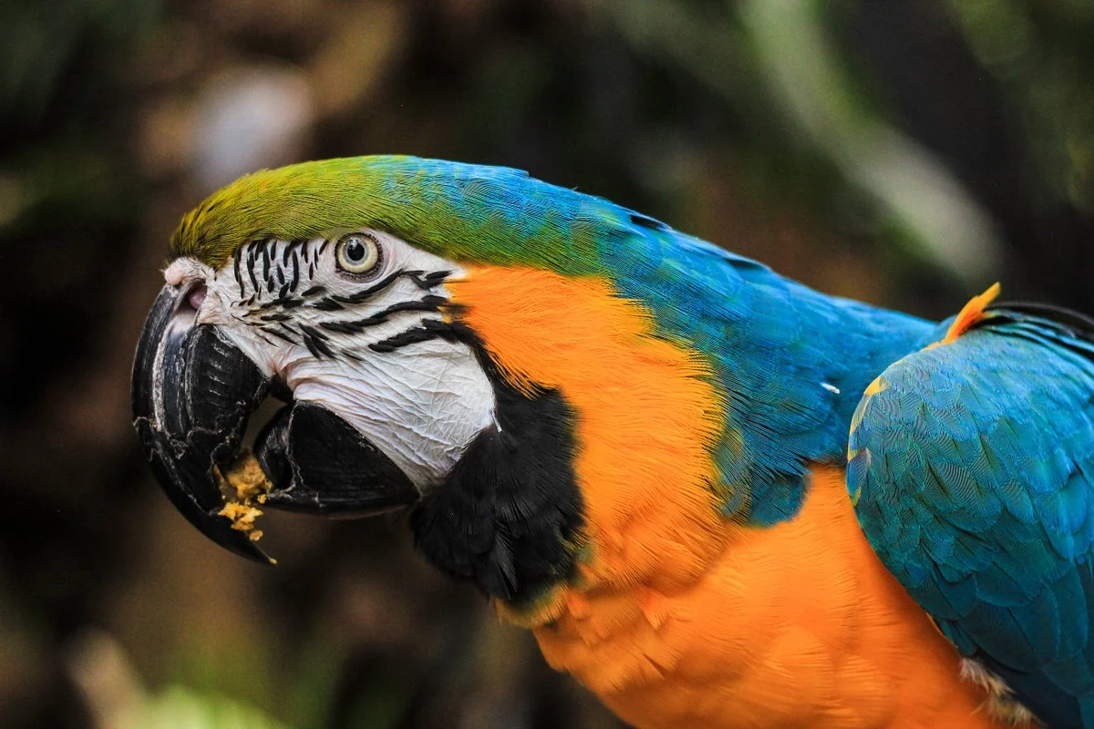 Bloedel Conservatory