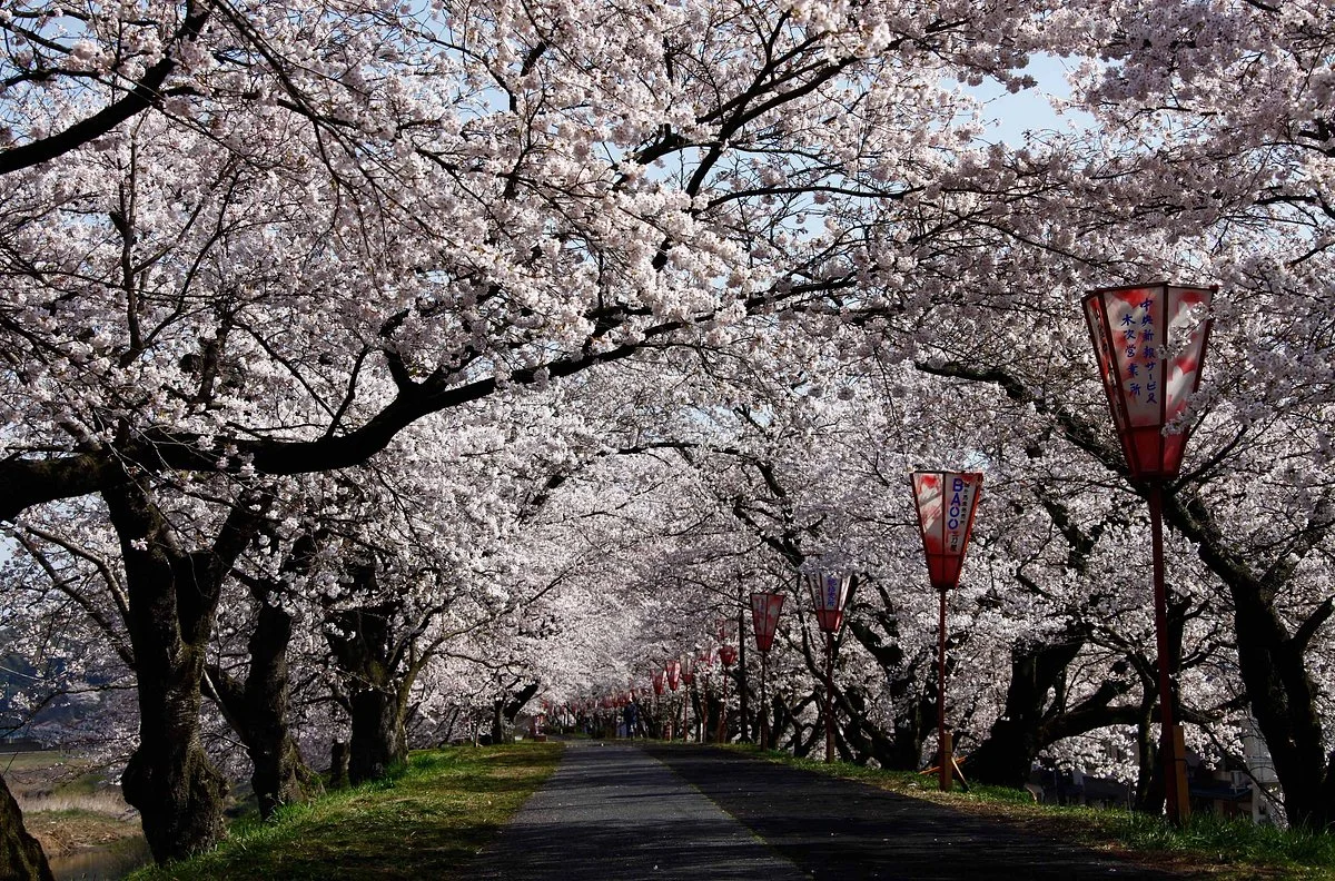 Hikawateibou Cherryblossom Street