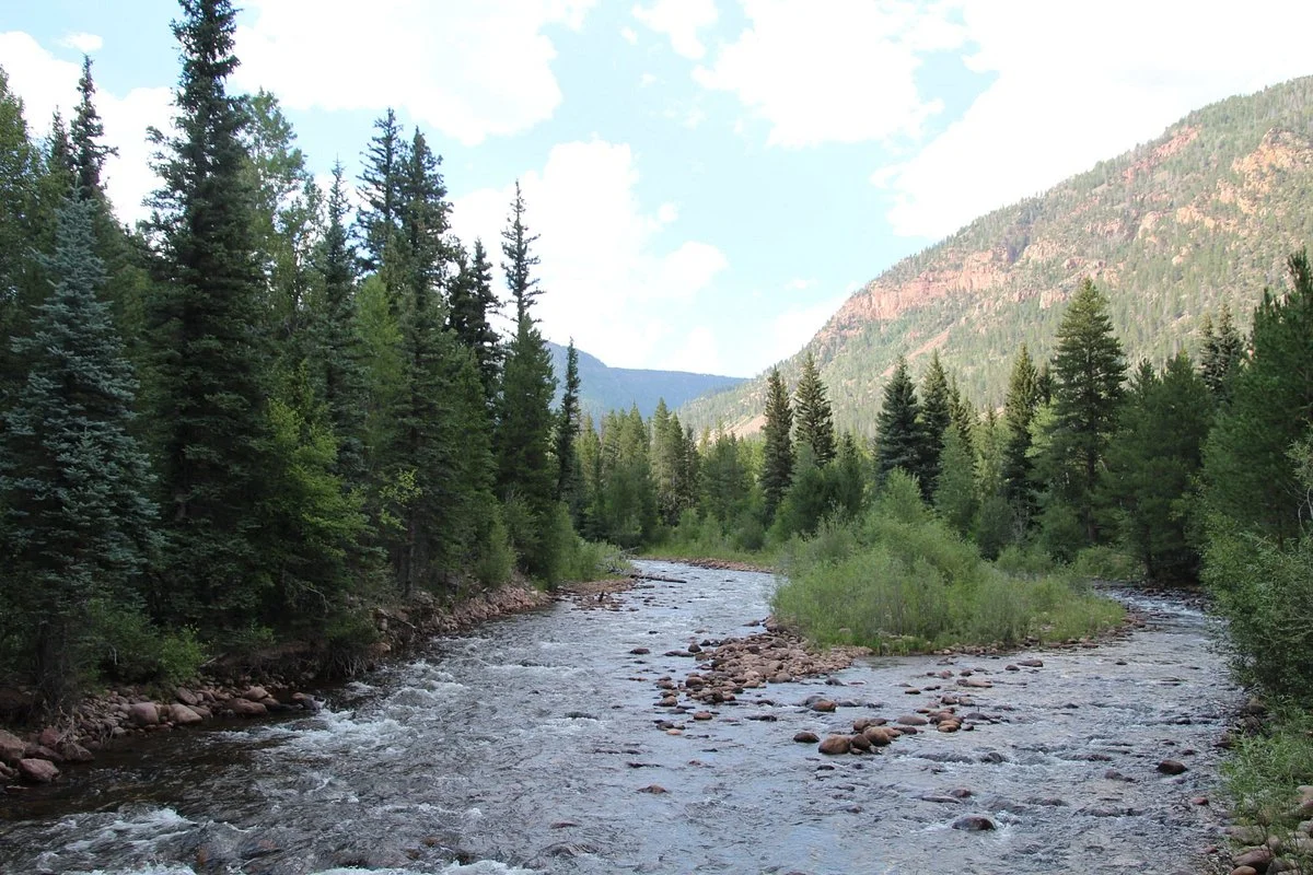 Ashley National Forest