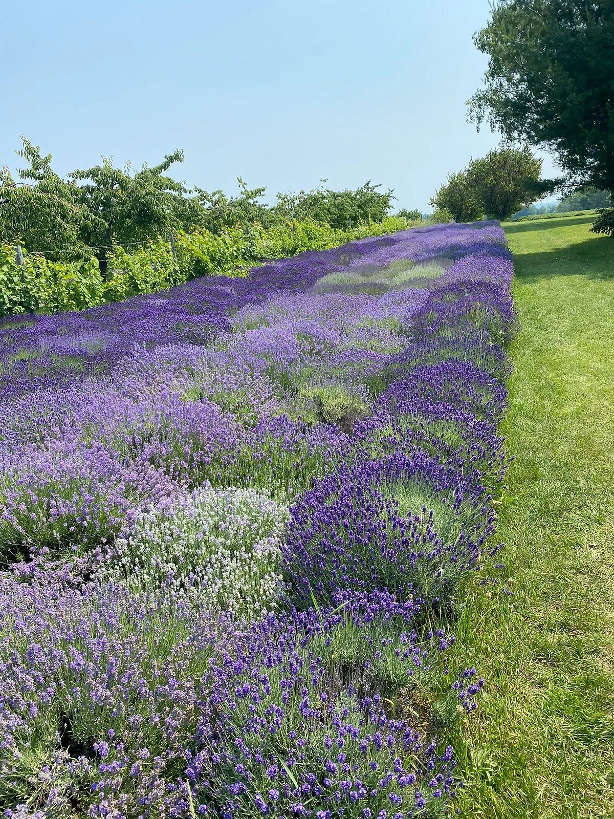 Harbor View Nursery & Lavender Farm
