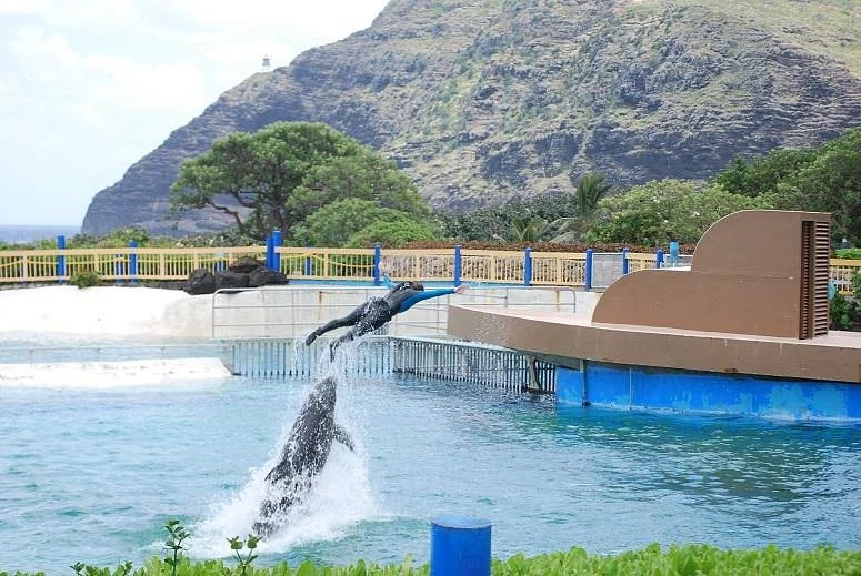 Sea Life Park- Swimming With the Dolphins