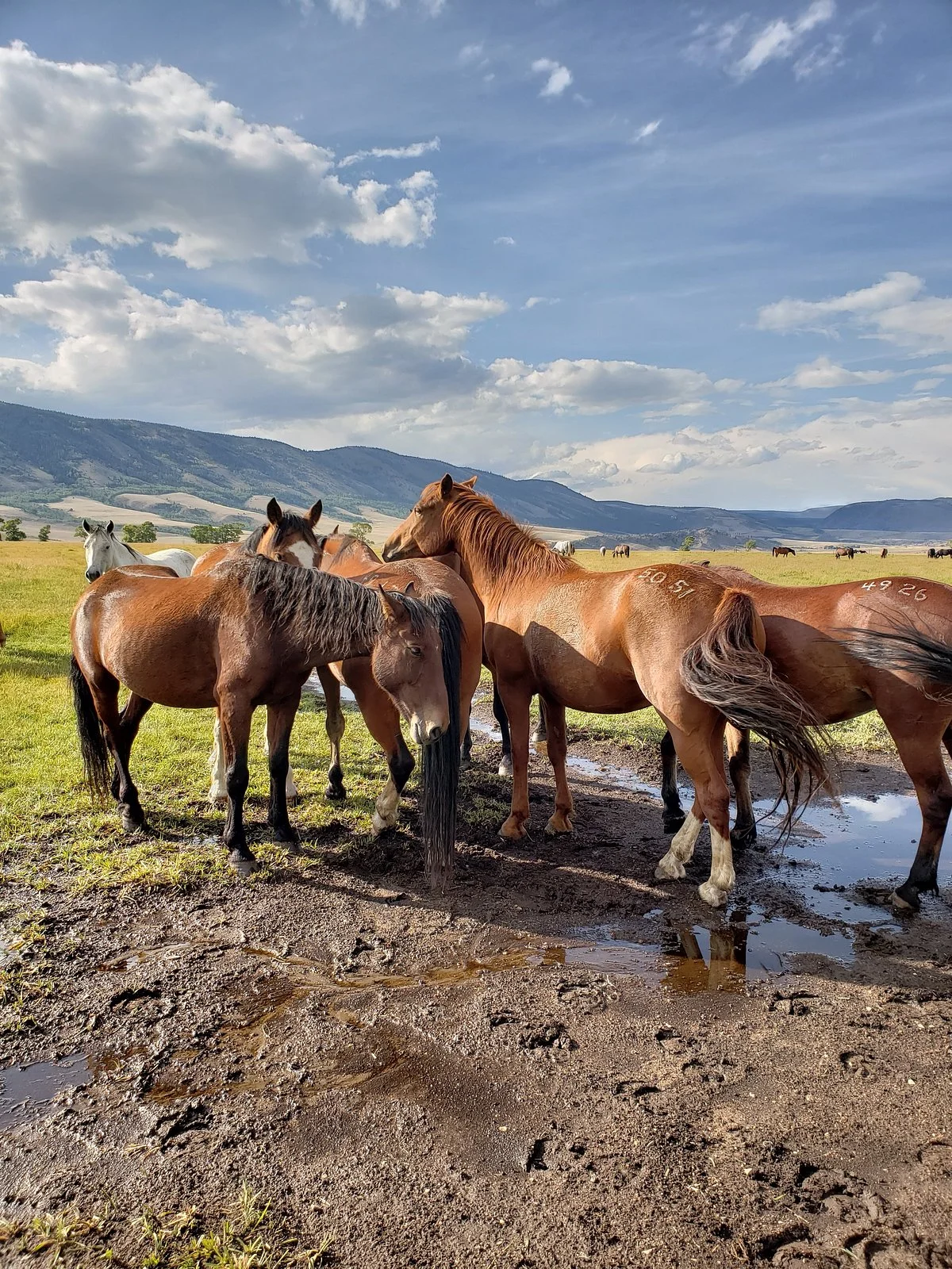 Deerwood Ranch Wild Horse EcoSanctuary