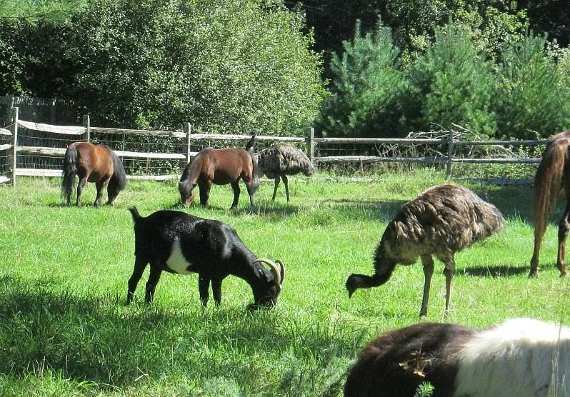 Winslow Farm Animal Sanctuary
