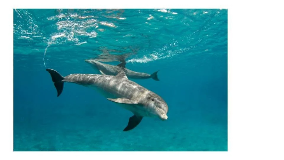 Dolphin Cove Moon Palace Jamaica Grande