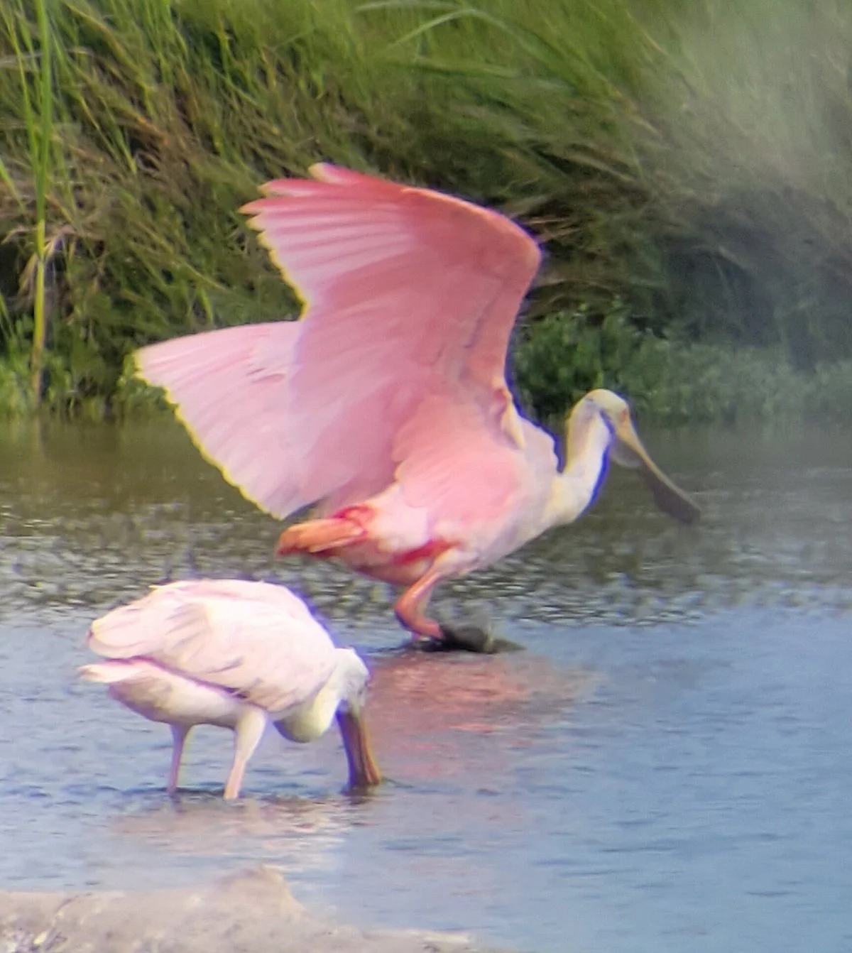 World Birding Center