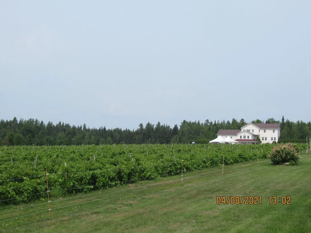Vignoble Chemin De La Riviere