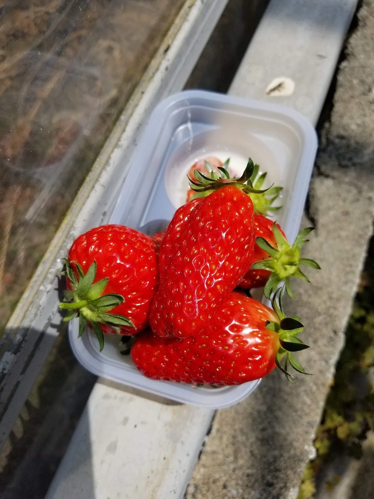 Ota Farm