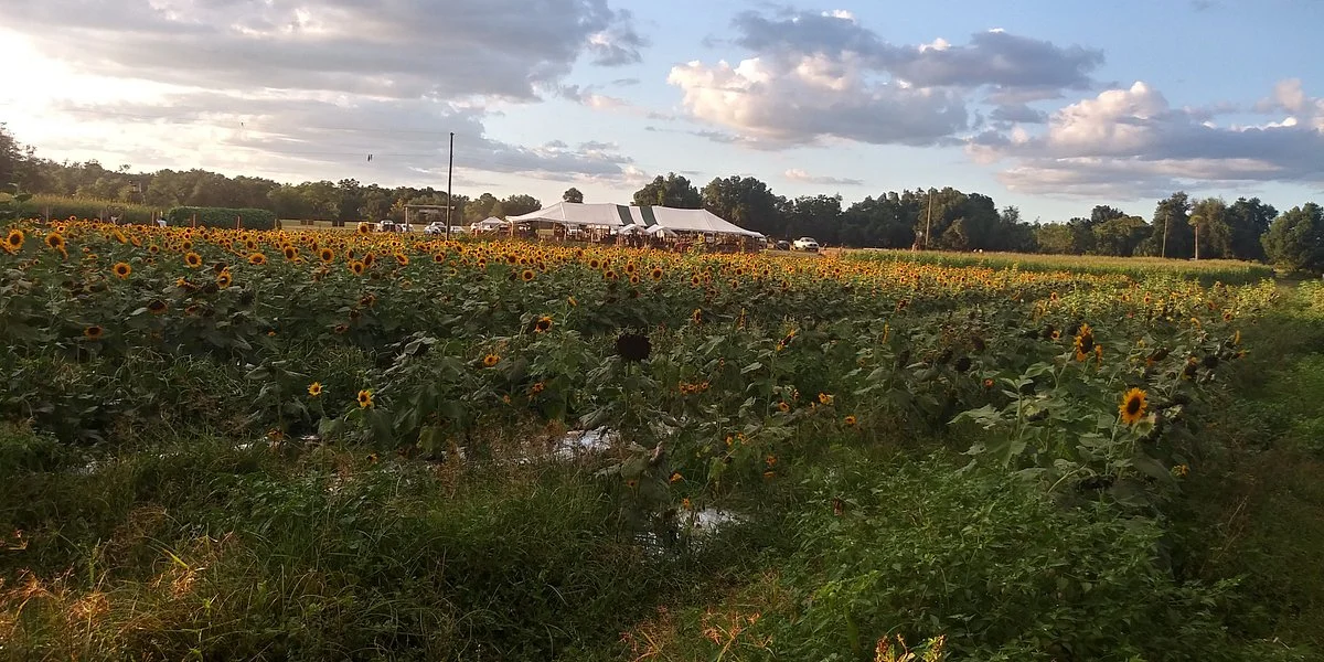 The Pickin’ Patch