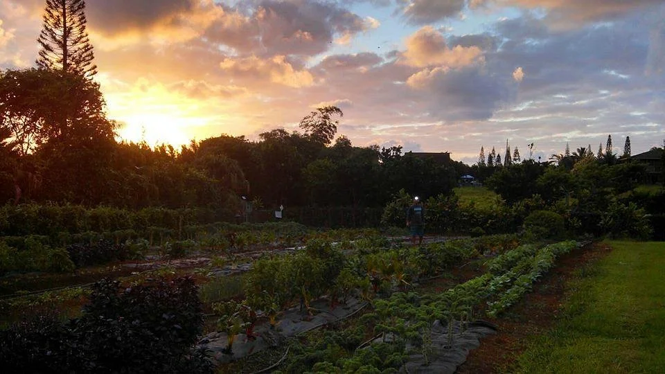 Kauai Kunana Dairy Farm Tour