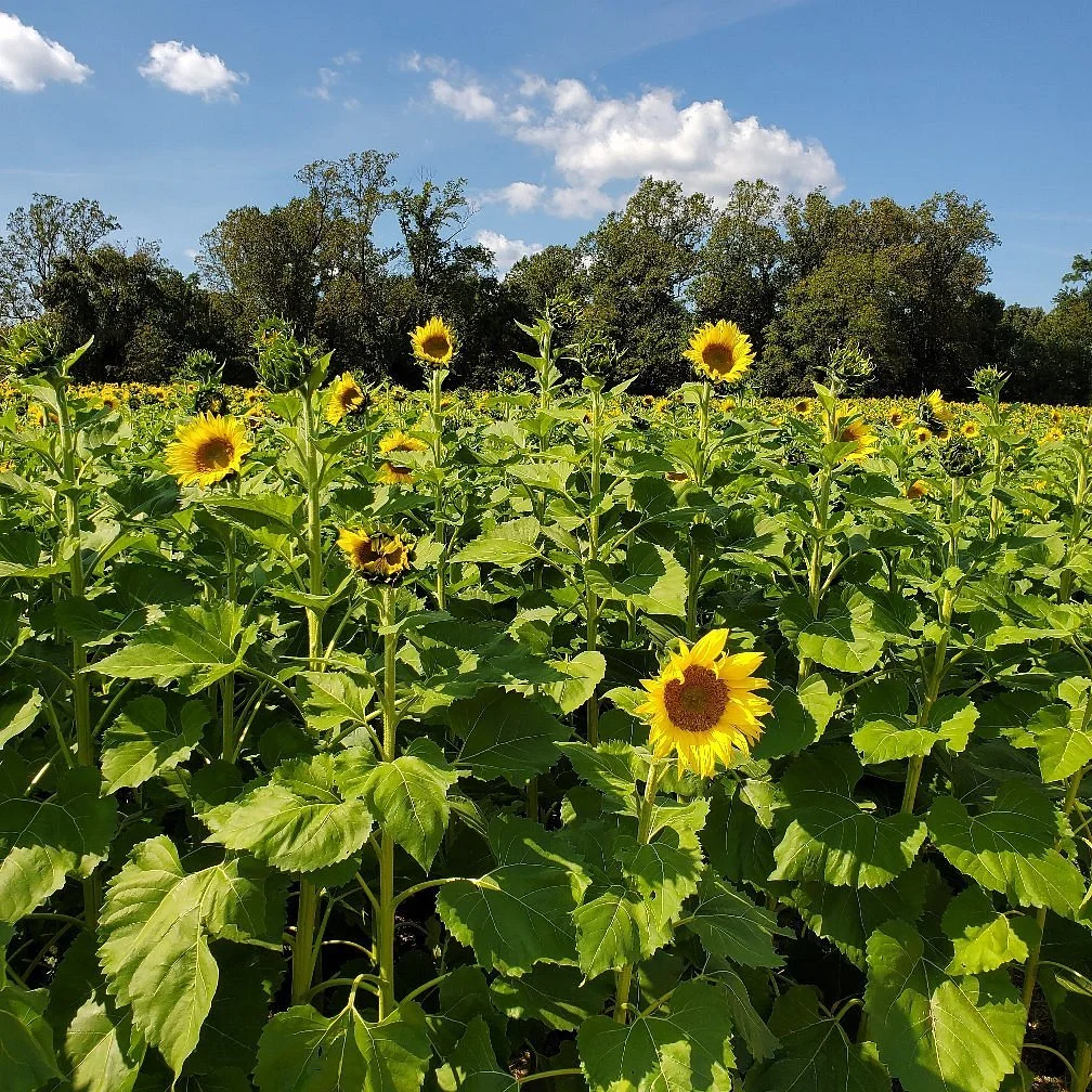 Clear Meadow Farm