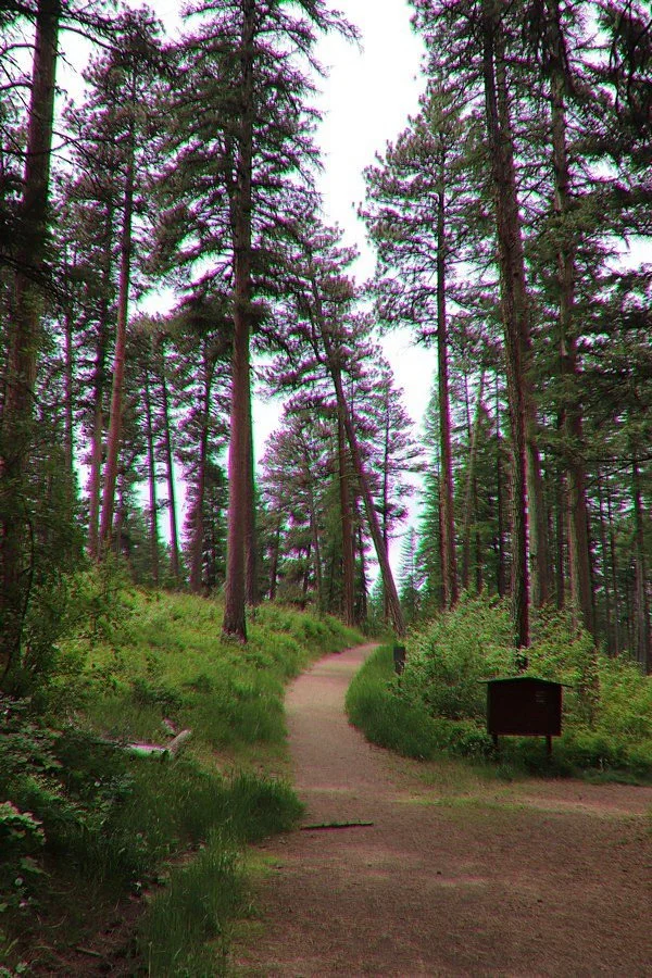 Pattee Canyon
