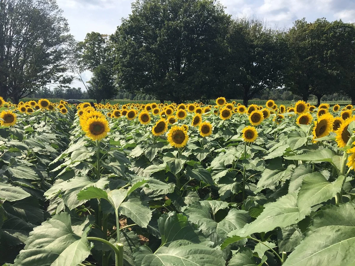Center for Maryland Agriculture and Farm Park