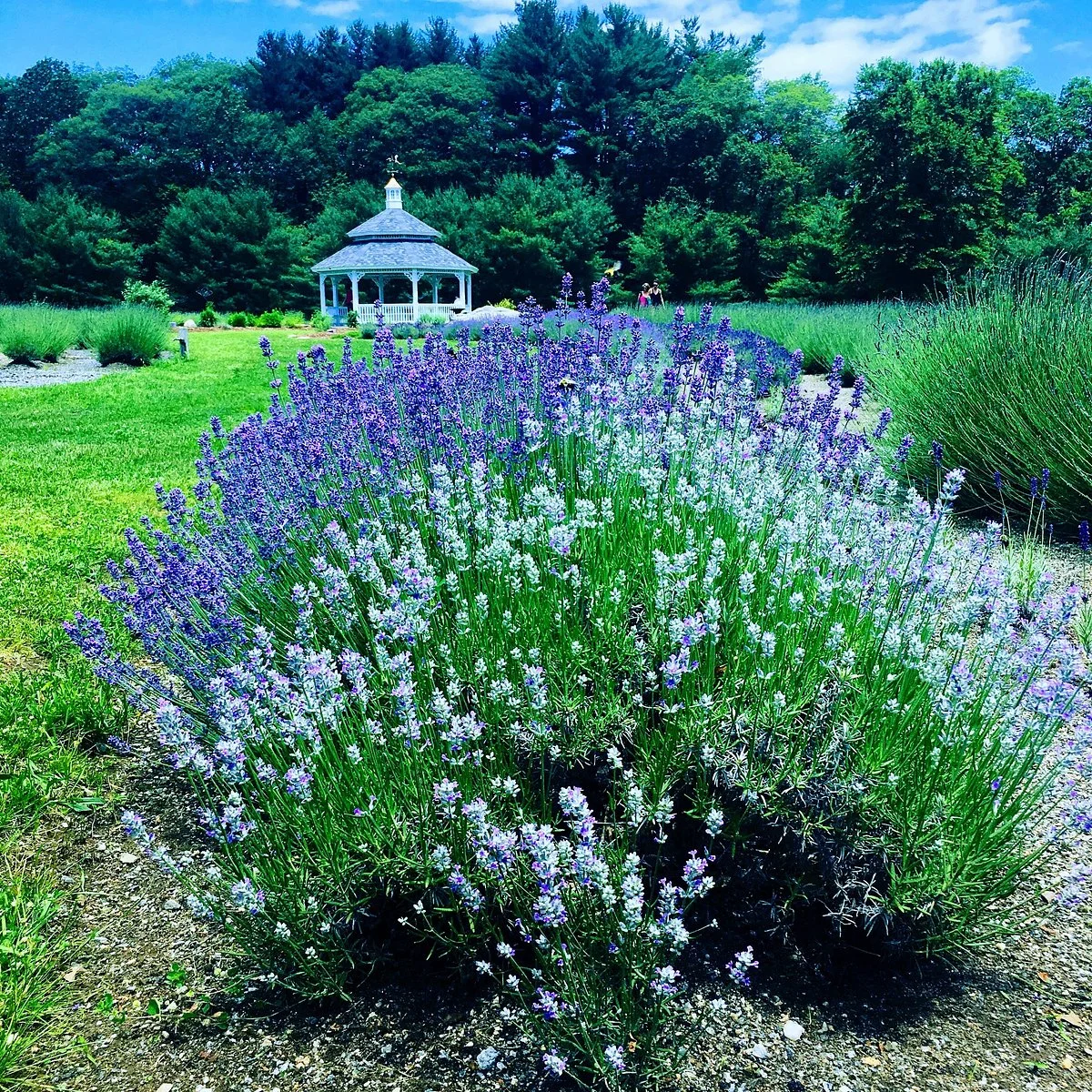 Lavender Pond Farm