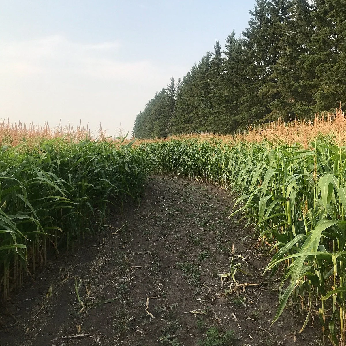 The Amazing Field Maze