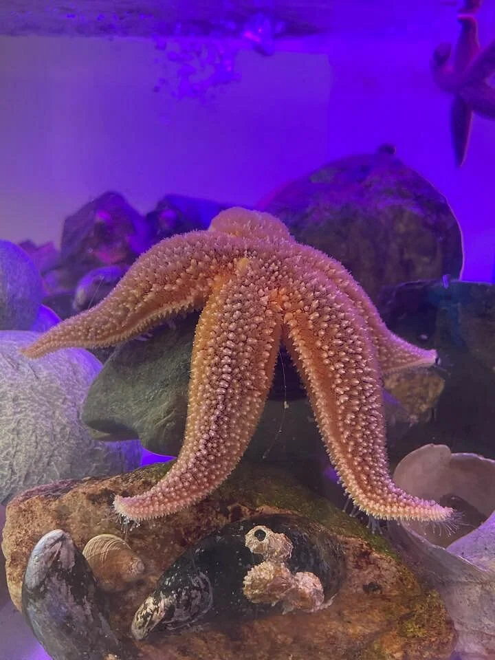 Blue Ocean Discovery Center