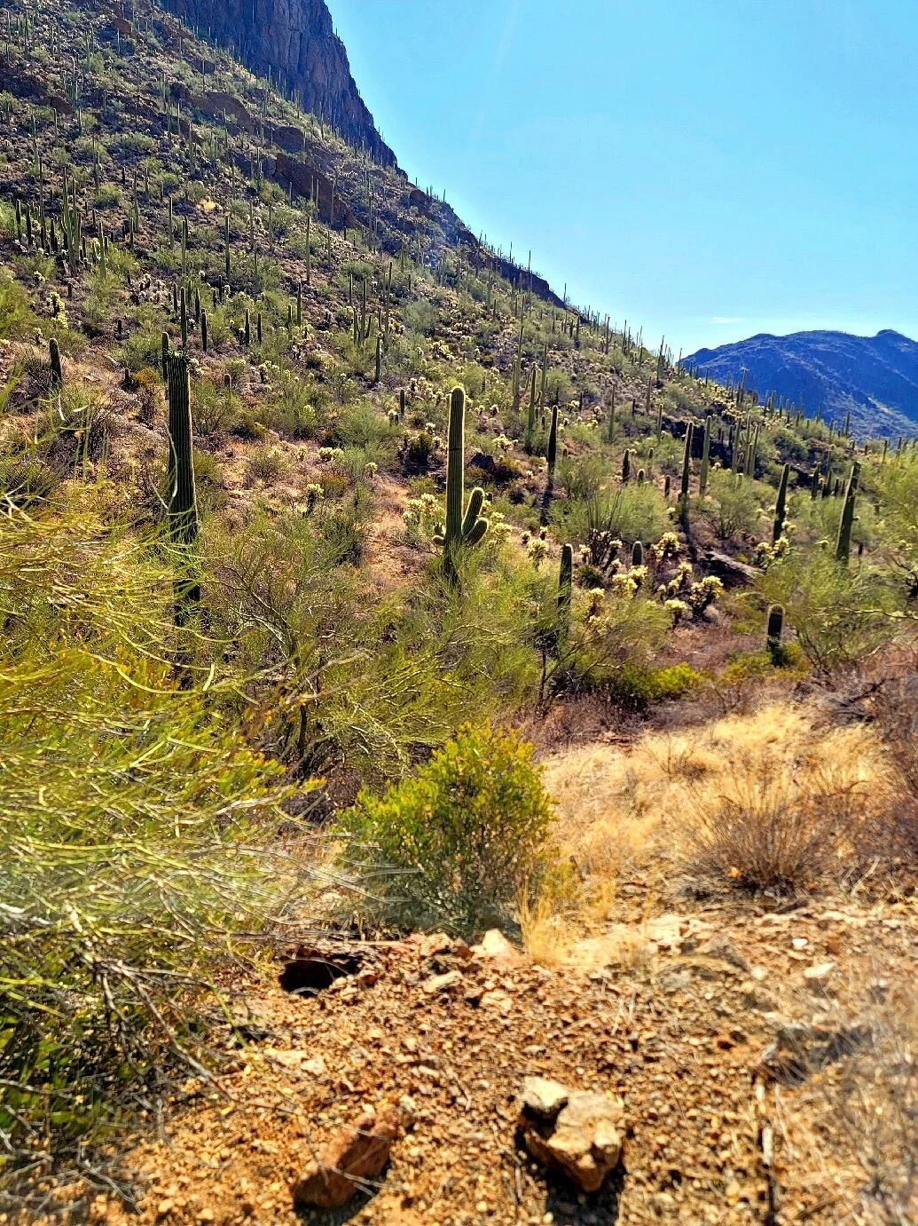 Tucson Mountain Park West