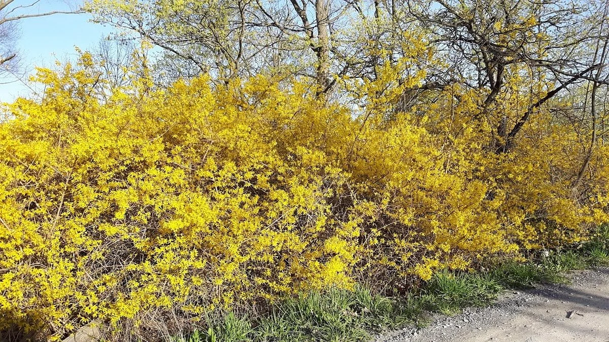 Woodend Conservation Area