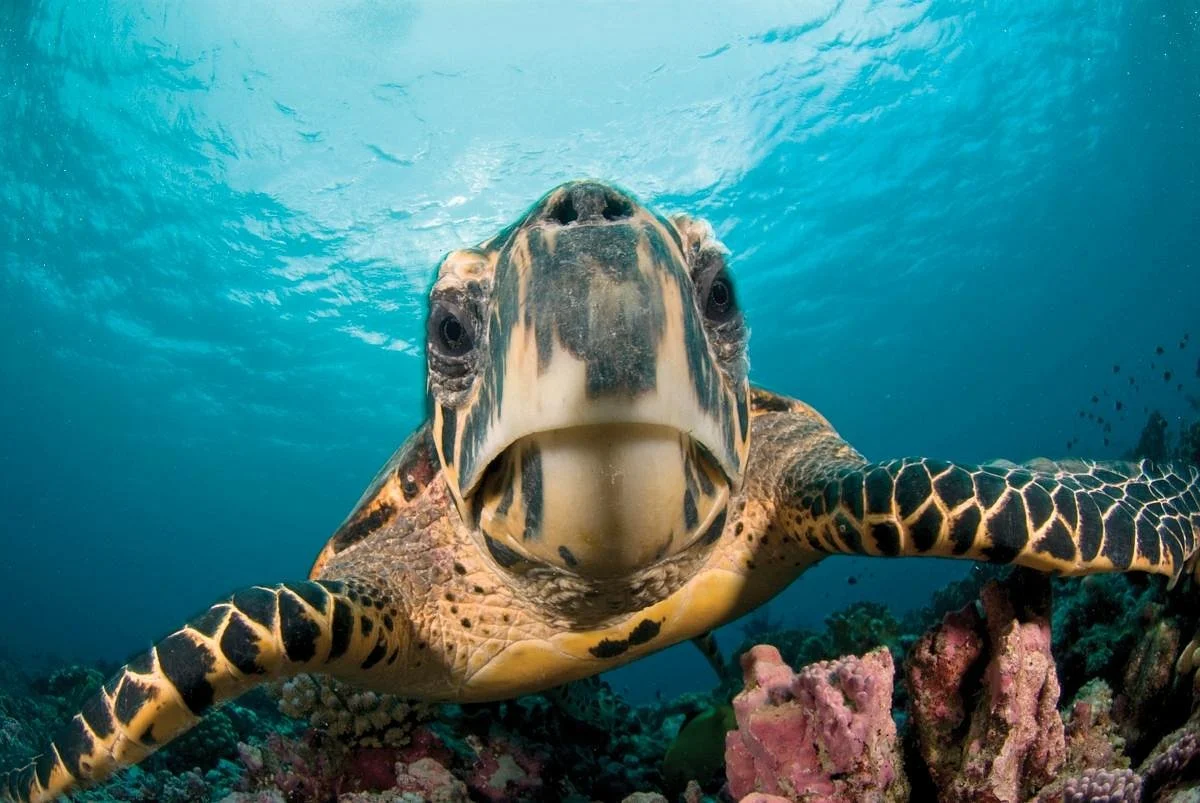 Sea Turtle Camp