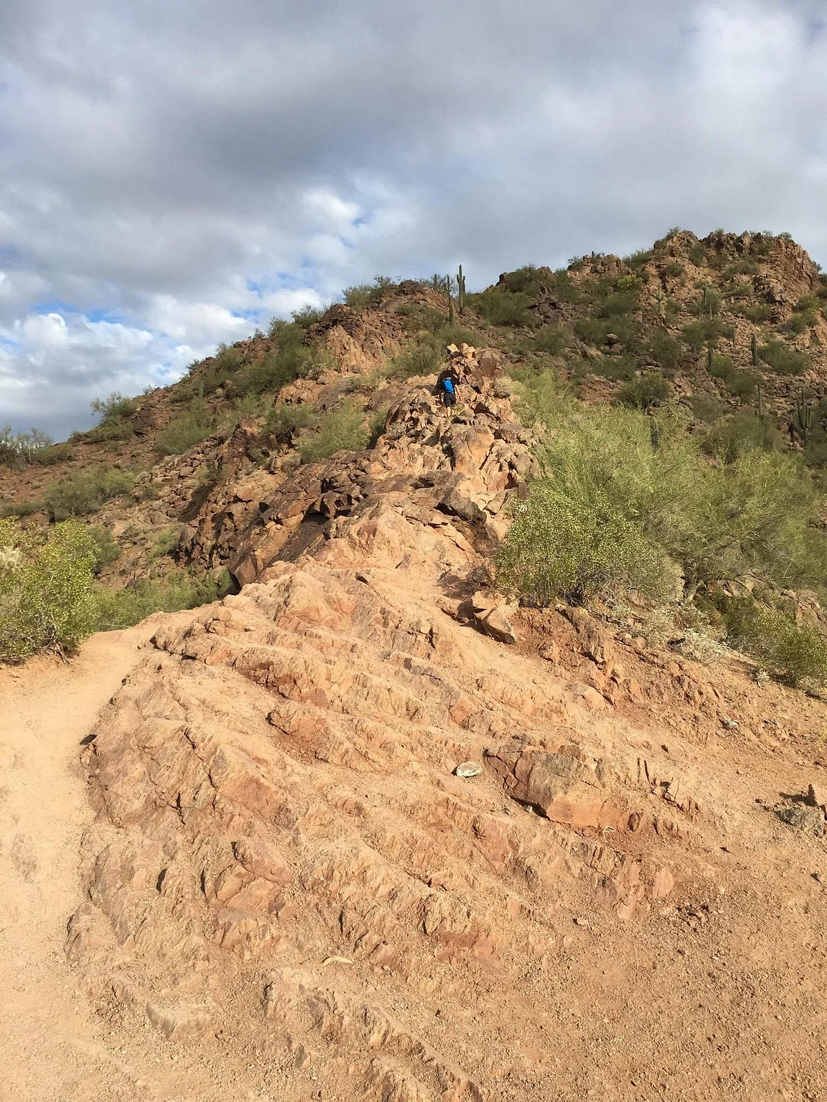 Cholla Trail
