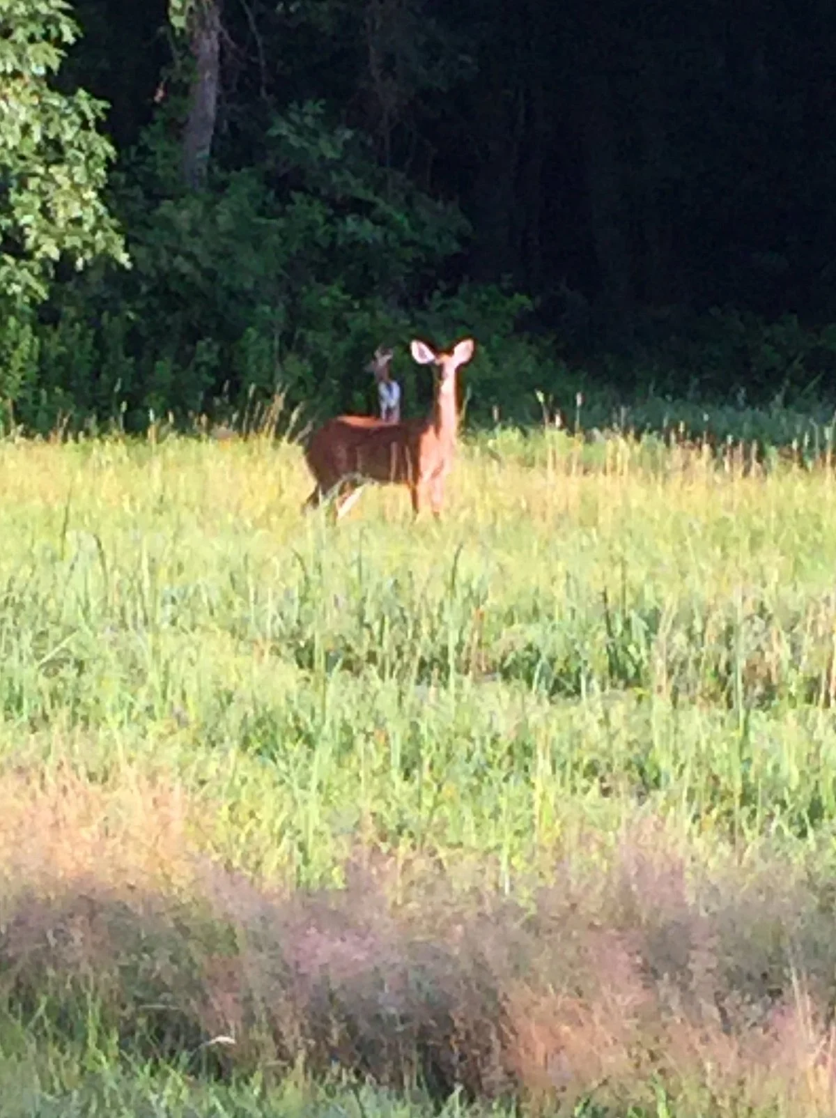 Holly Hill Farm