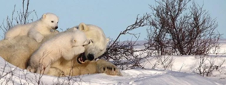 Wapusk National Park