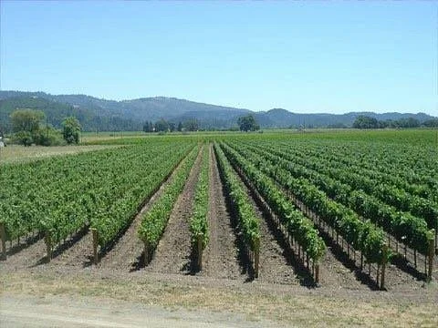 Romeo Vineyards & Cellars LLC