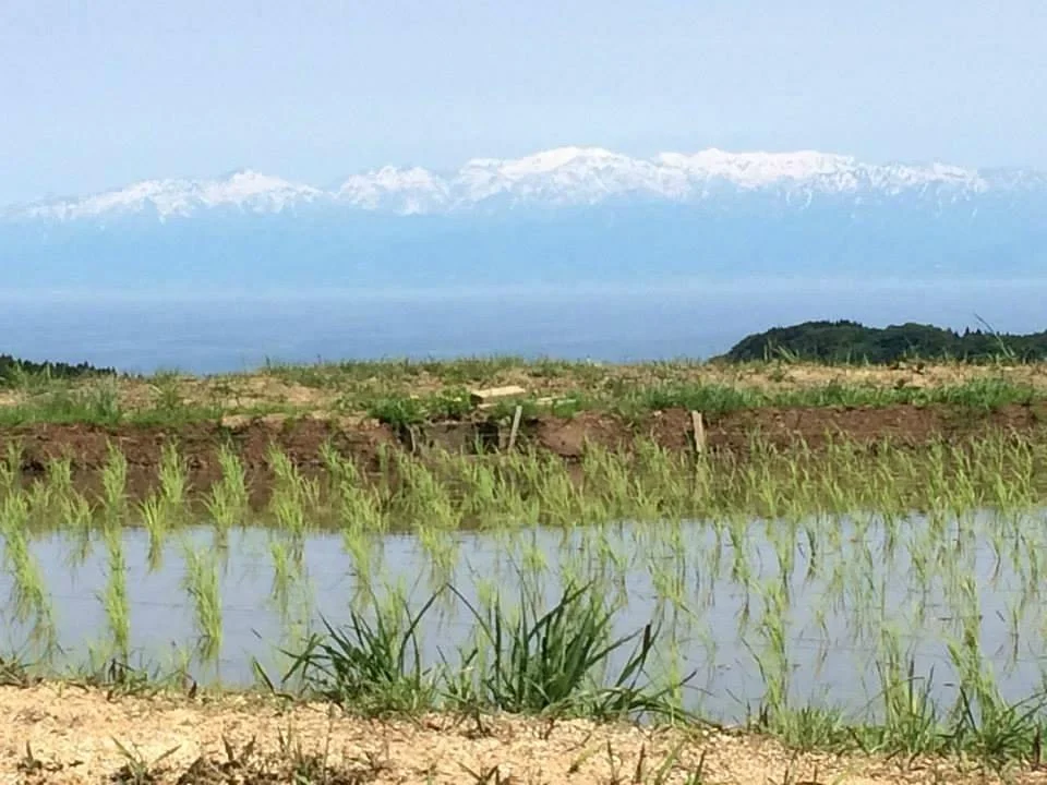 Nagasaka Rice Terraces