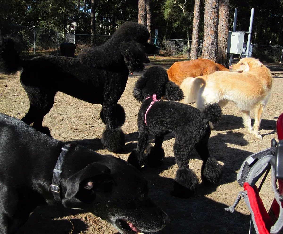 Gulf Shores Dog Park