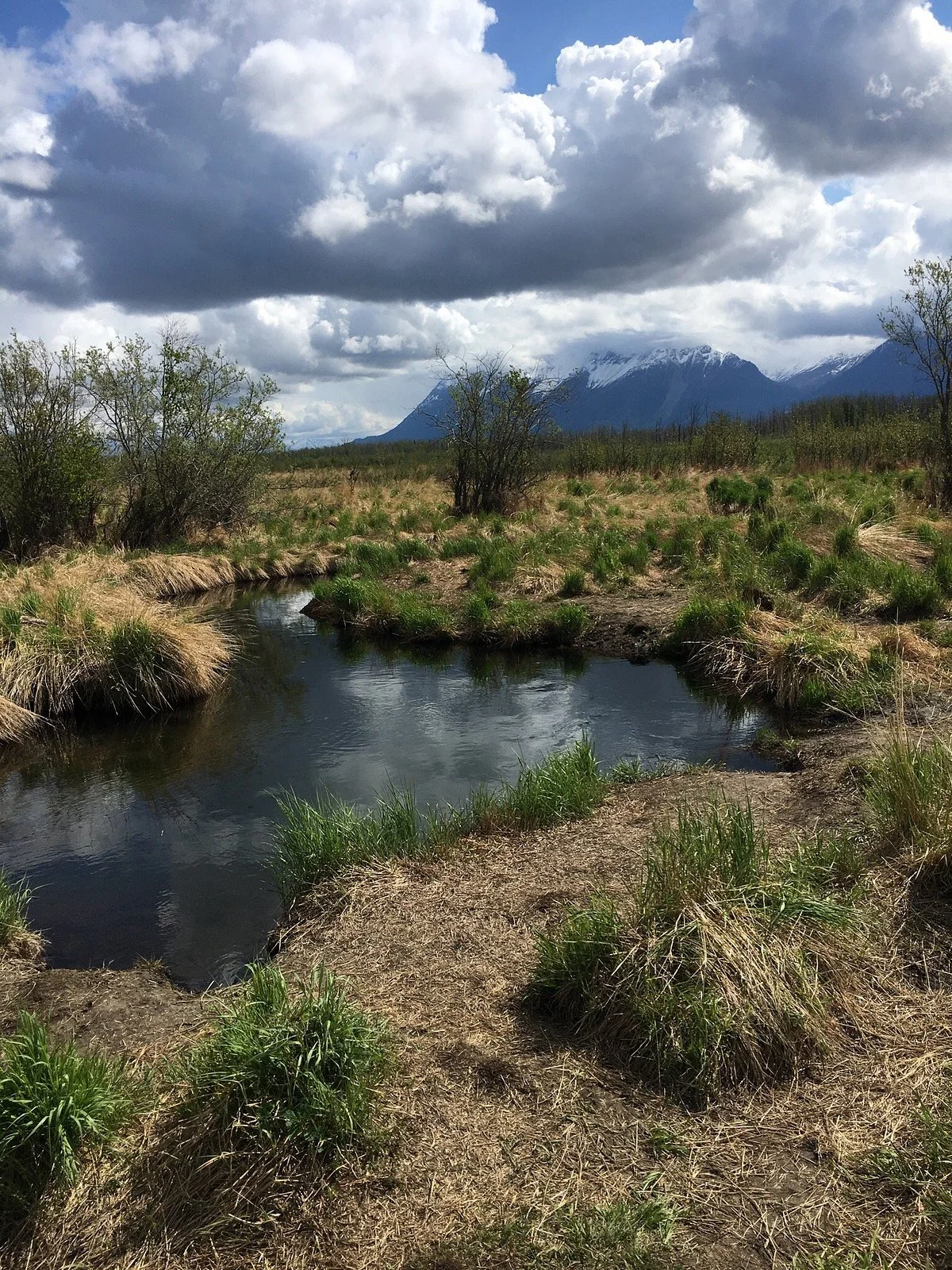 Wasilla Creek Wetlands Trail