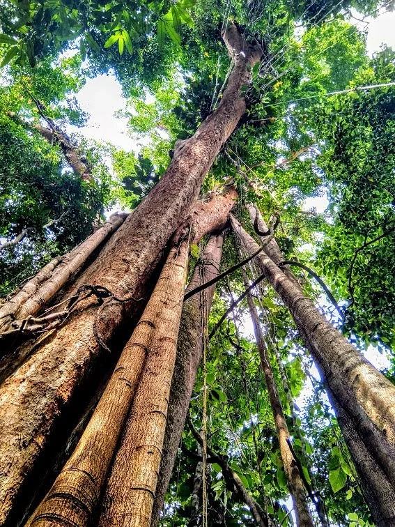 The Old Trees