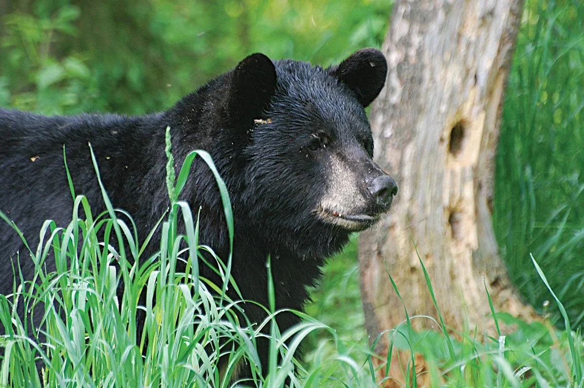 Vince Shute Bear Sanctuary